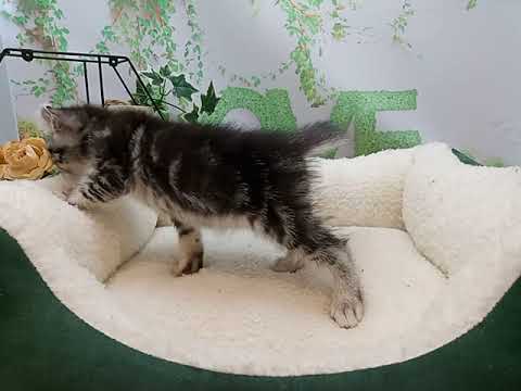 644610 アメリカンカール