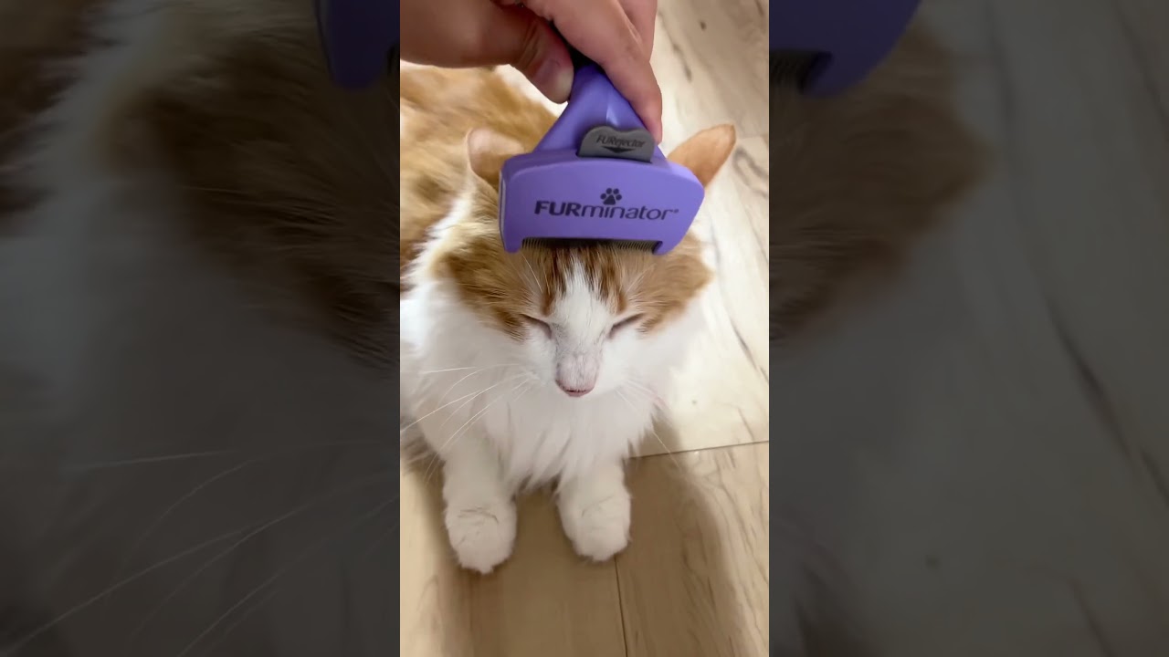 ムズムズしちゃった猫#shorts 【マリー（メインクーン）】