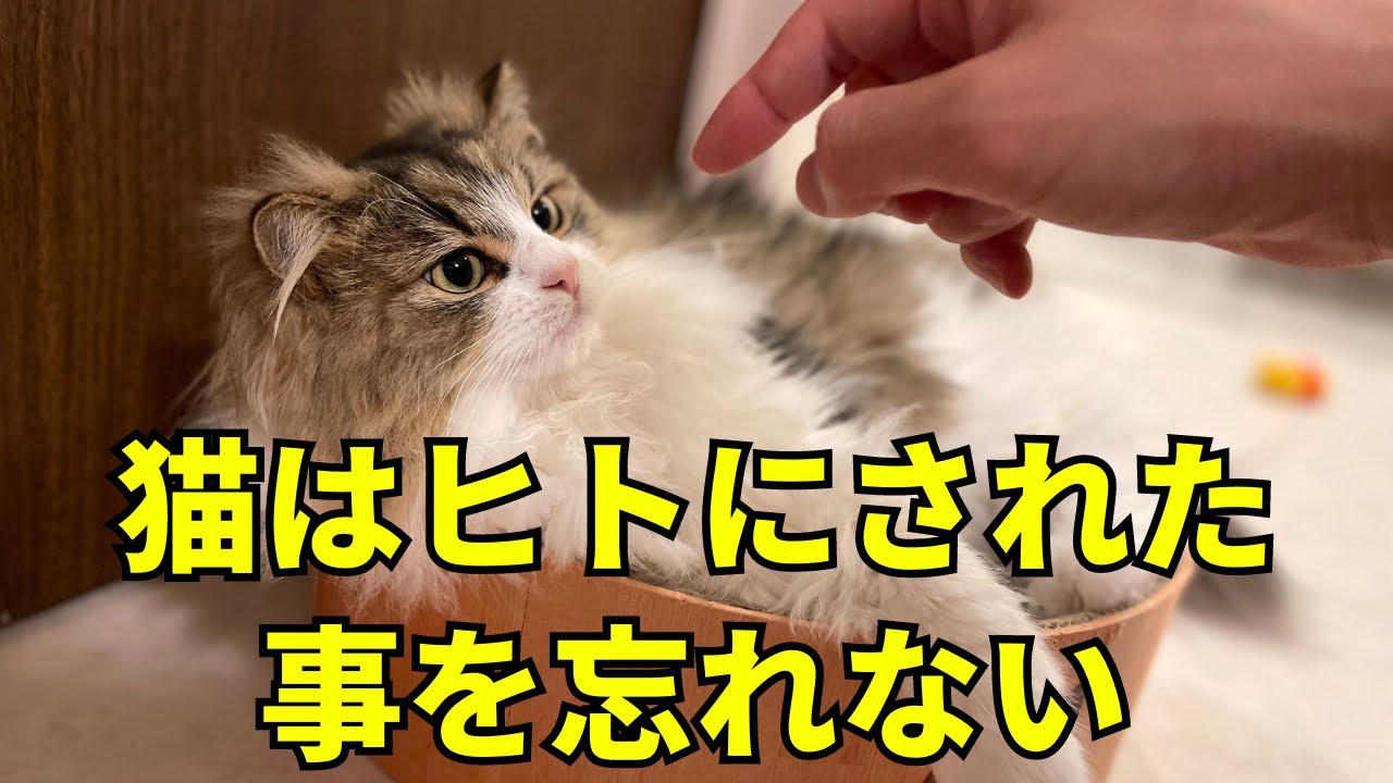 猫が小さな頃から覚えている4つの事