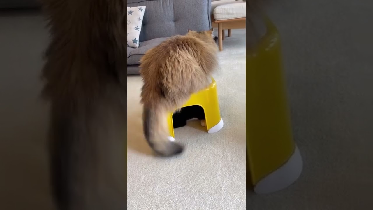 【猫しっぽフリフリ♪】かわいいペルシャ猫＆ハチワレ猫