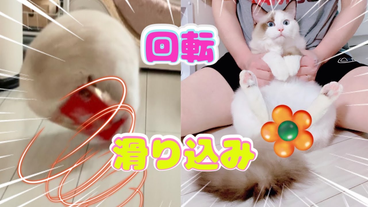 【まだ6ヶ月】育ちすぎた怖いもの知らずの子猫ラグドールの身体能力がエグい😈⚡️