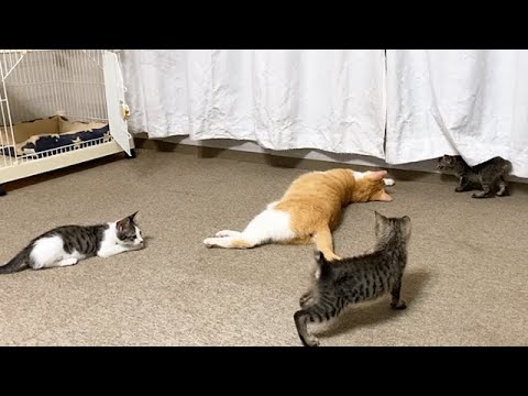 子猫たちに囲まれる先住猫