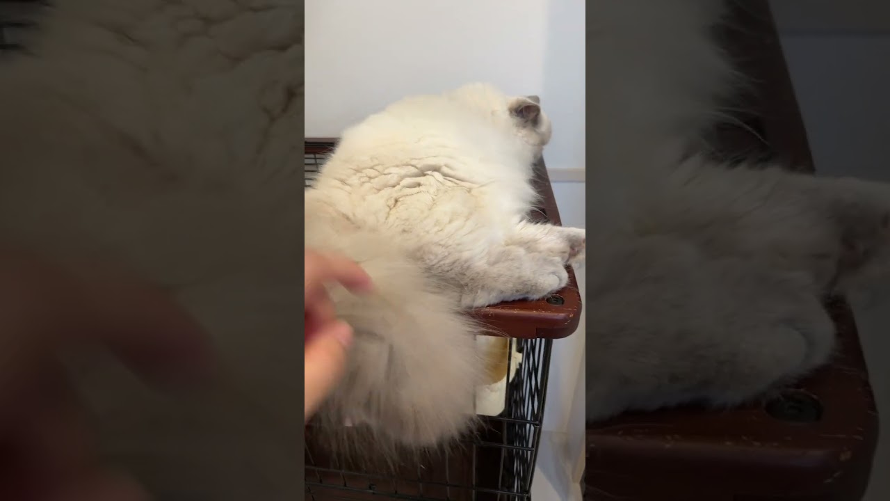 ヒマラヤン まん丸もこもこになりました