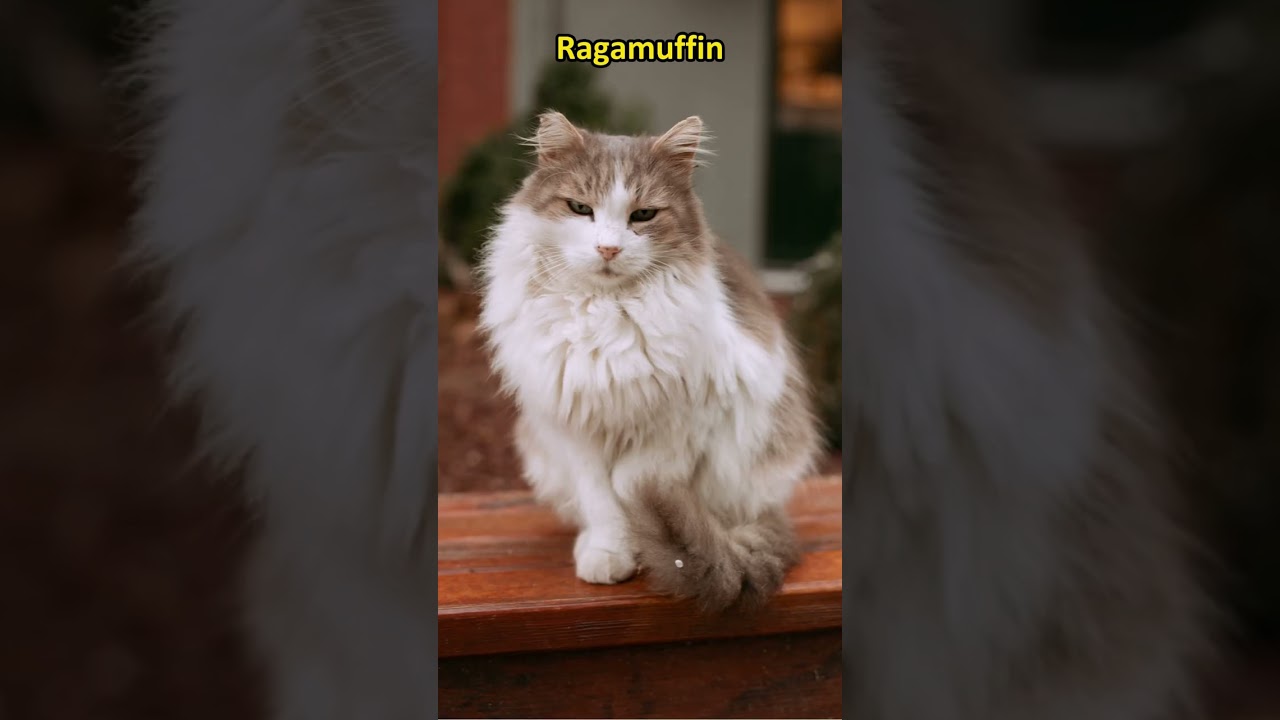 20 types of pet cats | Part 1 #shorts 💕