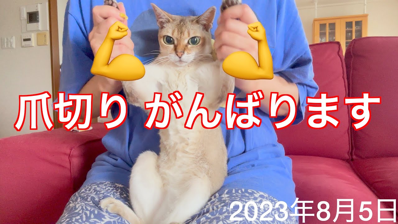 やっぱり文句しか出ない爪切り🤣シンガプーラ「もも」：2023.08.05　#爪切り #シンガプーラ #猫