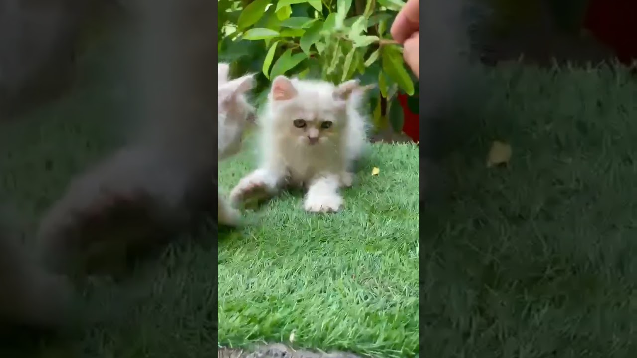 cat 🐈🐈🐈