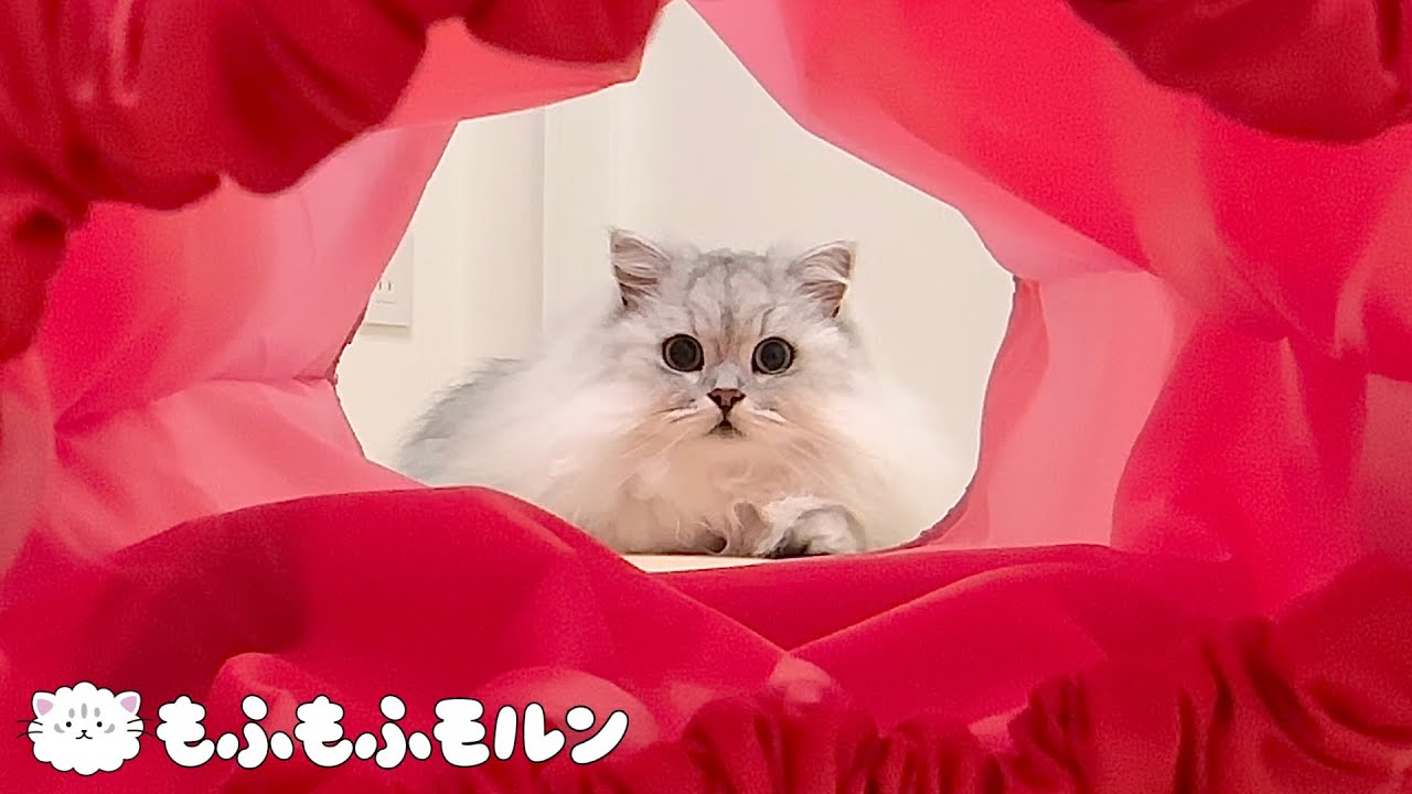 猫のまわりの赤いの何ですか？ 【サイベリアン】