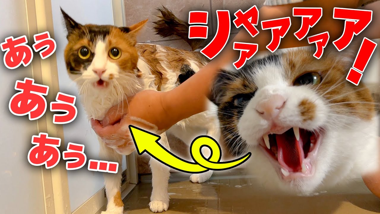 ブチギレて威嚇してた猫を水責めしたら悲しい姿になってしまいましたｗｗｗ
