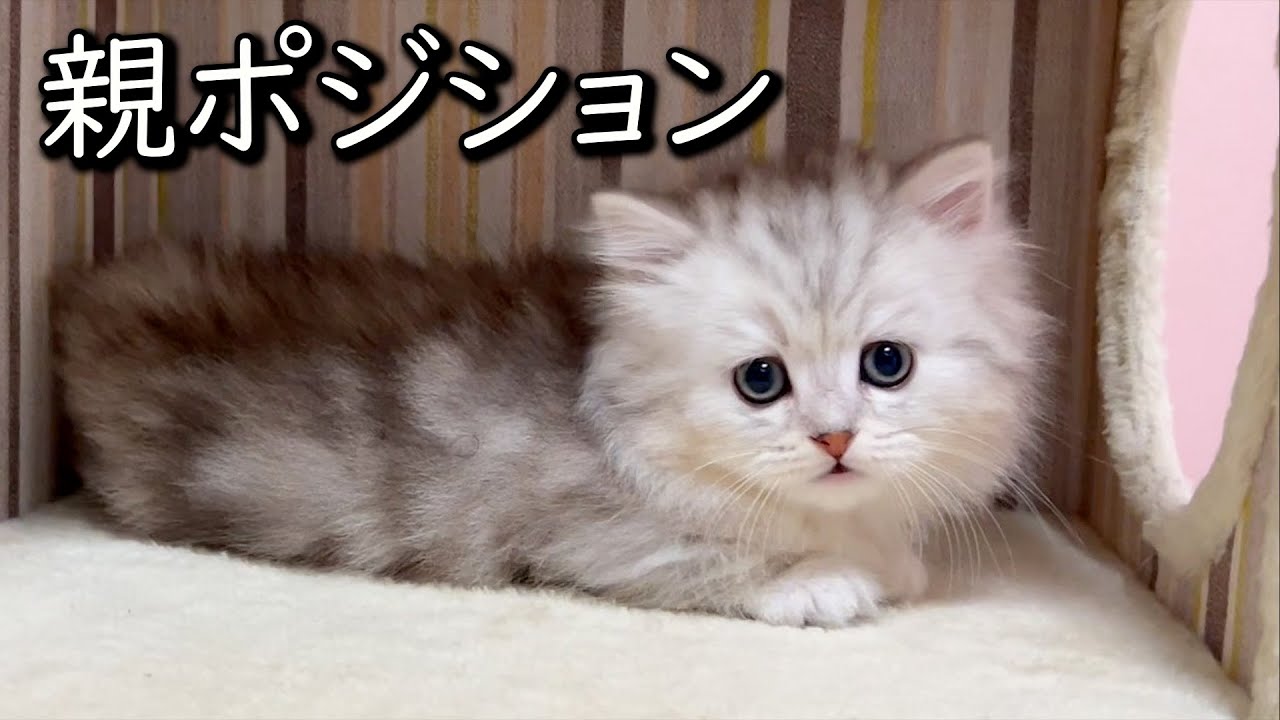 【マンチカンの子猫】親ポジションで背伸びする子猫の件 ∼猫のいる生活Vol.775~ 出産動画 マンチカン短足・ミヌエット・ペルシャ猫専門ブリーダー『ペット蔵人』【子猫の成長記録】