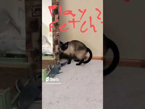 How many times will the Cat fetch? #cat #catshorts #catsplaying