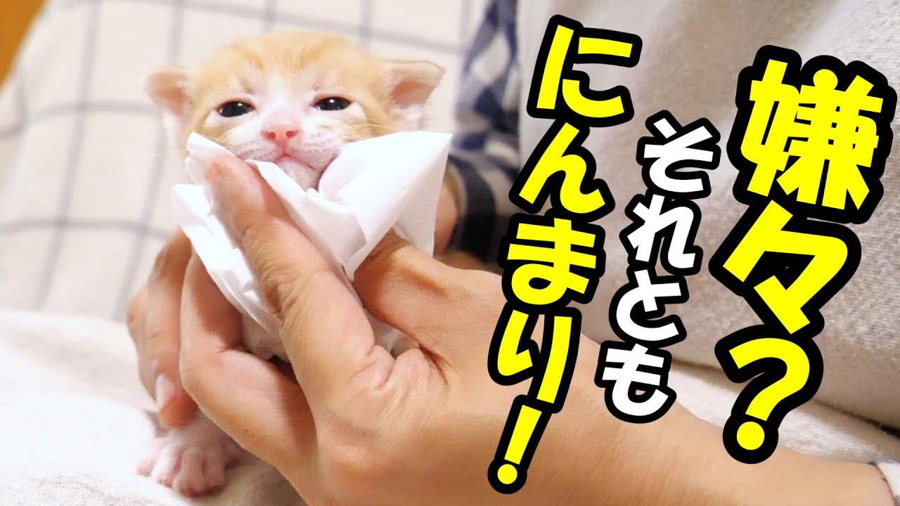 お口を拭かれた子猫がイヤイヤ？それともニンマリ？【赤ちゃん猫　保護猫】