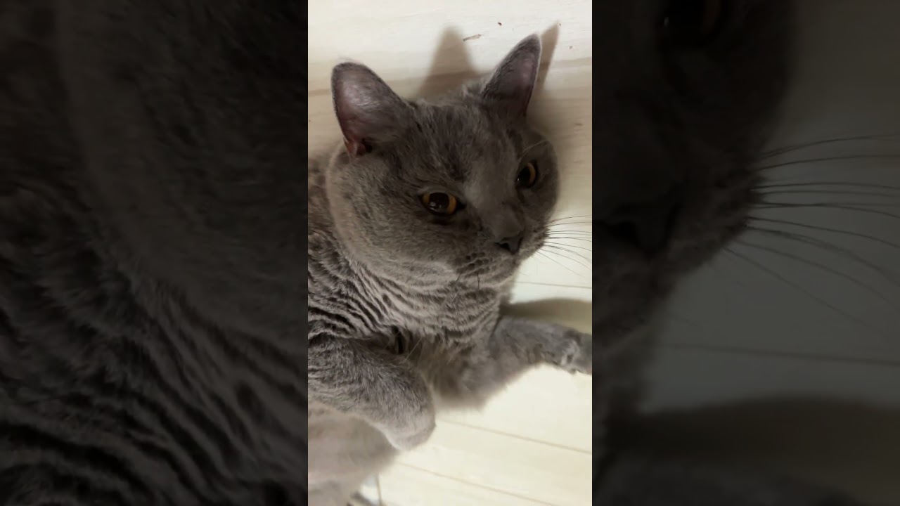 ぽよよん丸猫   #cat #ねこ #かわいい #シャルトリュー #猫 #chartreux #にゃんこ #ネコ