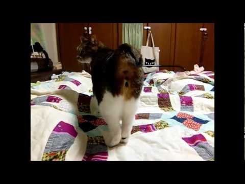 ボブテイルお尻ふりふり&ダッシュ- Bobtail cat swings her hip and dashes.