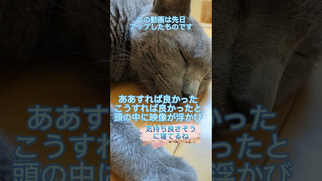 キャビアが虹の橋🌈を渡りました #ロシアンブルー #russianblue #キャビア#猫