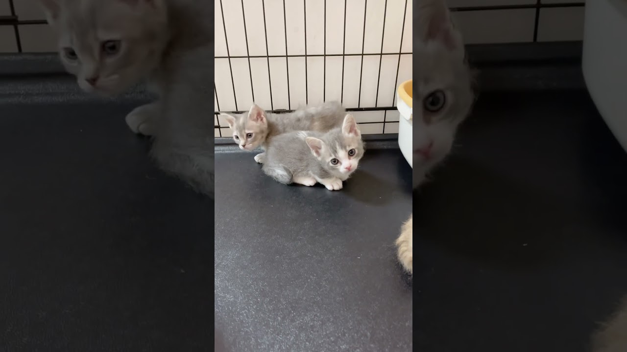 巻き毛の短足マンチカン🩷 【お問合せ詳細は説明欄に記載あります】 #猫 #マンチカン #ミヌエット #子猫販売 #猫のいる暮らし #猫動画 #ブリーダー直販 #ラパーマ #子猫 #スクーカム