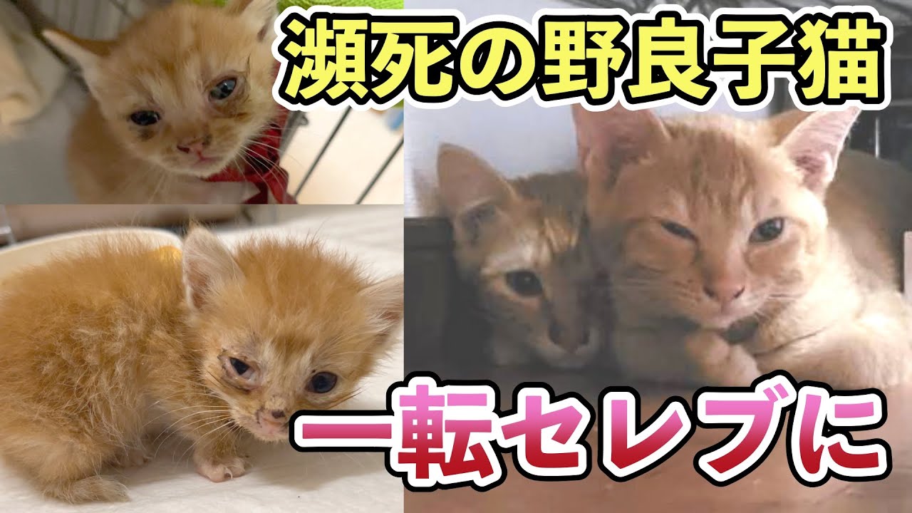 瀕死の野良子猫が一転セレブに！【保護子猫のご報告】