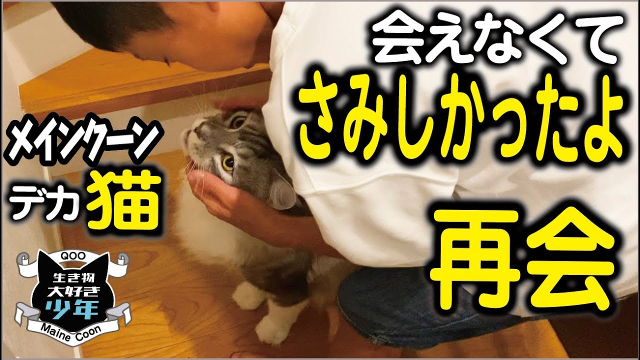 【メインクーン】寂しがりやの大型猫、長期の留守番。しばらく不在だった家族と再会した時の反応と鳴き声