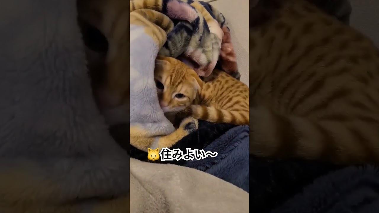 とても収まりがよろしいコモ【コモドンの観察日記】 #猫 #キンカロー #cat