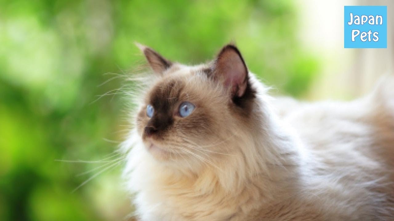 シャムカラーフェイスと青い目が魅力的なヒマラヤンの誕生と特徴 - Japan Pets