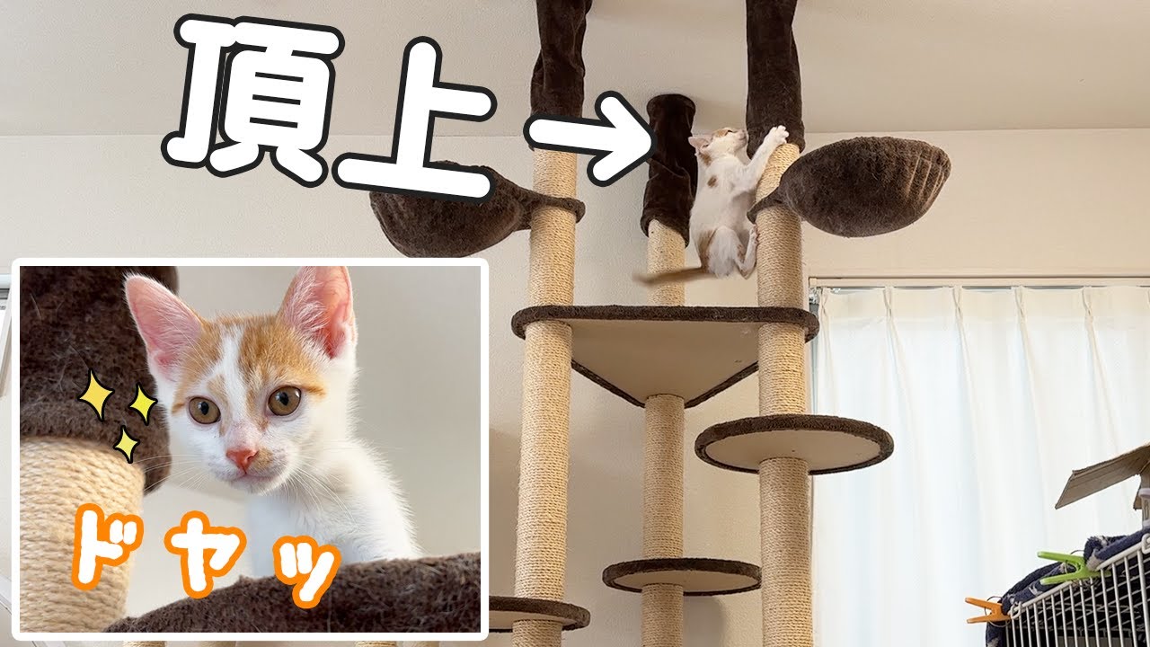 3ヶ月の子猫がリビングのキャットタワーを制覇しました！