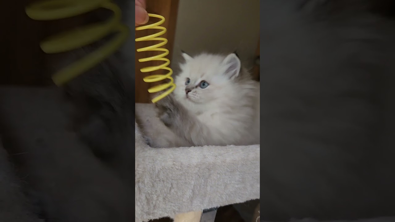 It's MINE!!!!!!  #kitten  #cute #siberian #play