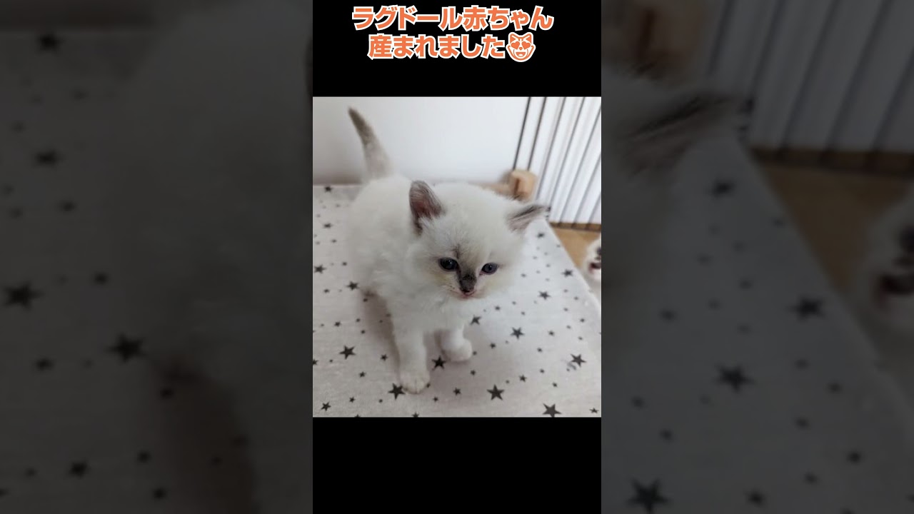 かわいいラグドールが産まれました🐈横浜 子猫専門ブリーダー「律子の部屋」 #shorts #ラグドール#猫のいる暮らし