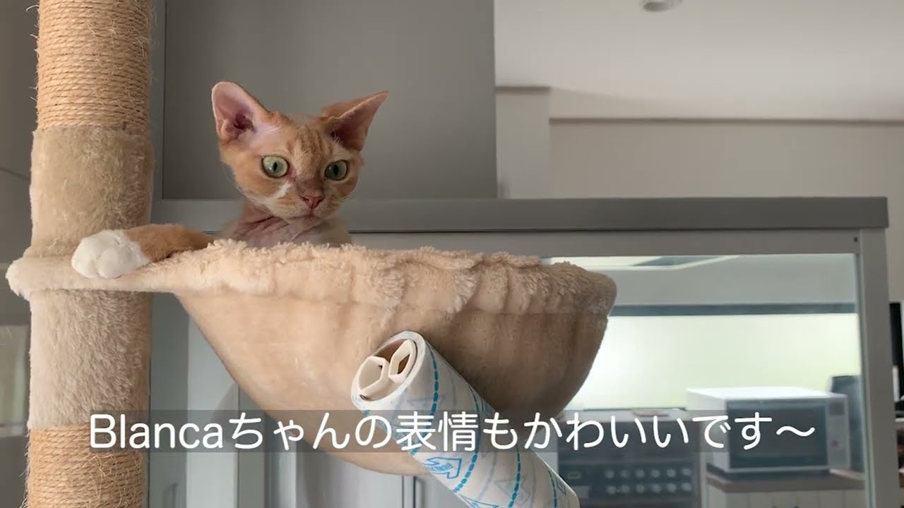 デボンレックス猫とコロコロで遊んじゃいました(Playing with Devon Rex cat with an adhesive handy cleaner)