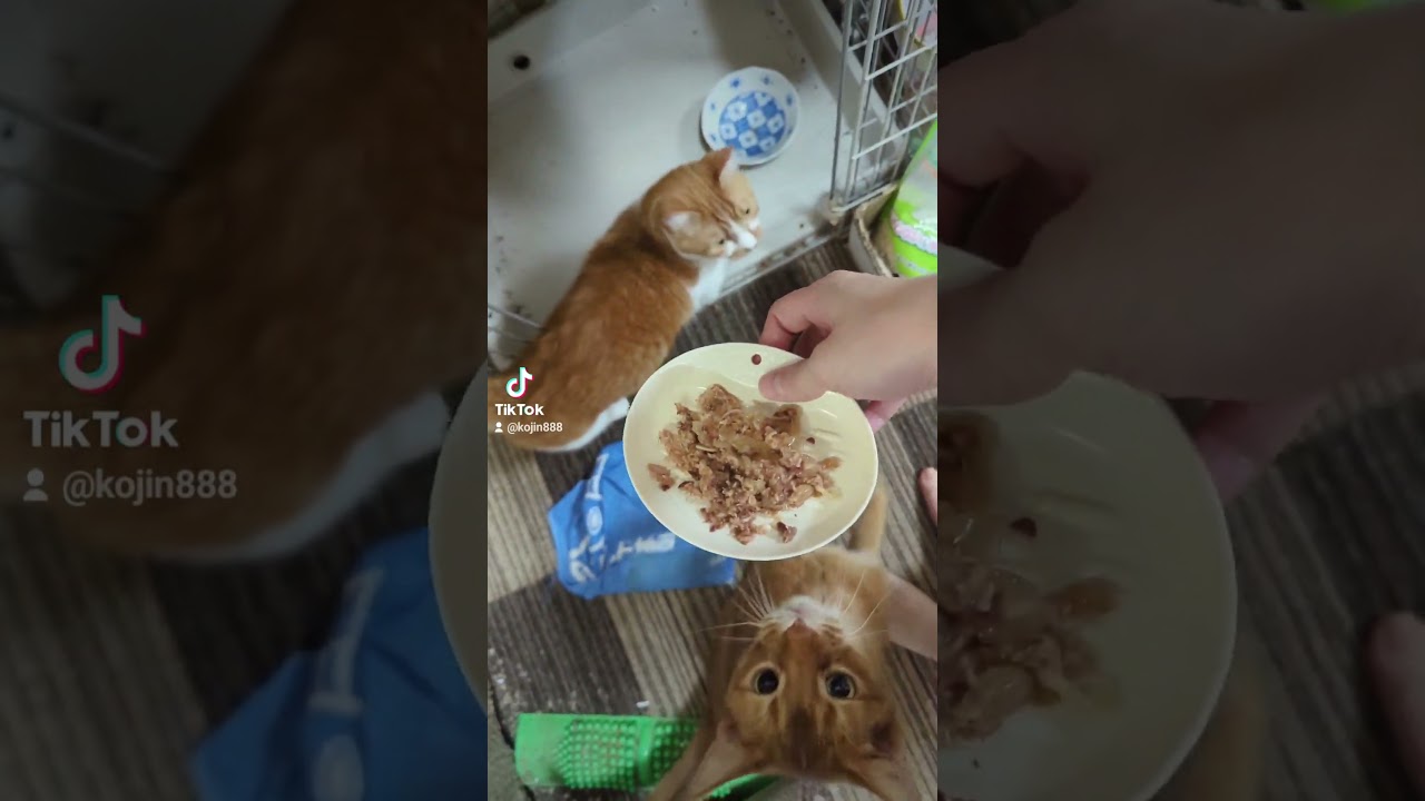 8/7ねこさんの晩餐会（´・ω・`） #ねこ #cat #マンチカン #アビシニアン #キジトラ #猫 #短足マンチカン #cute #abyssinian #短足