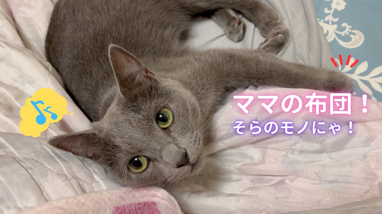 ママの布団で悠々自適に過ごす猫（ロシアンブルー）