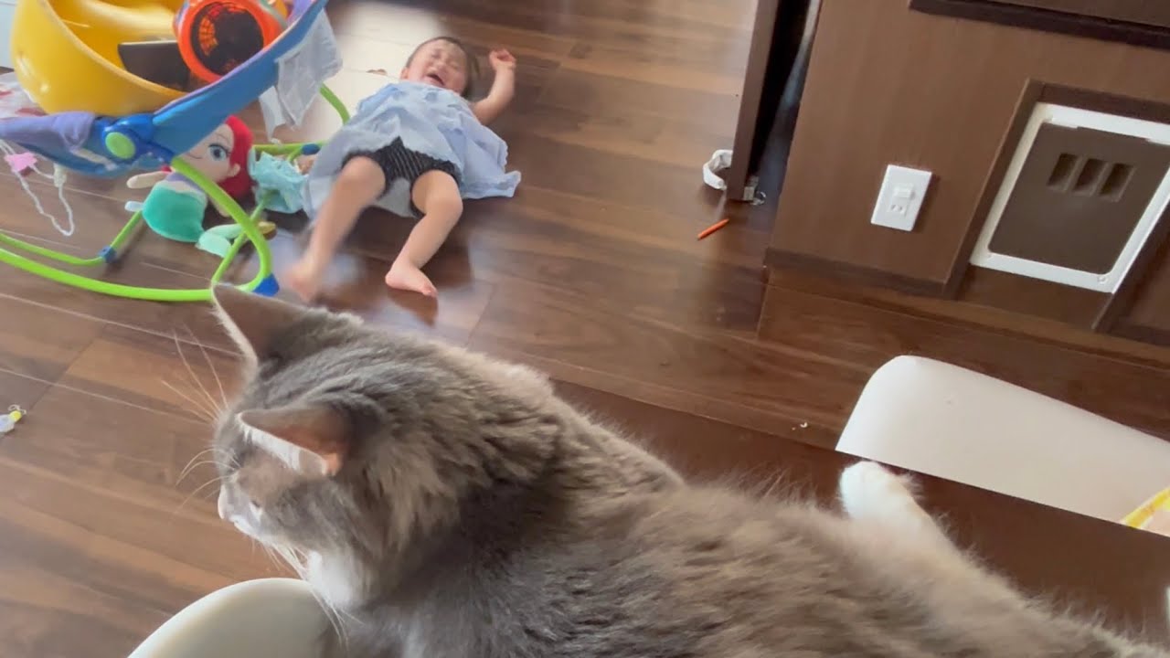 駄々をこねる赤ちゃんを見慣れすぎて興味が全く無い猫　ノルウェージャンフォレストキャット　A cat that has no interest in a violent baby