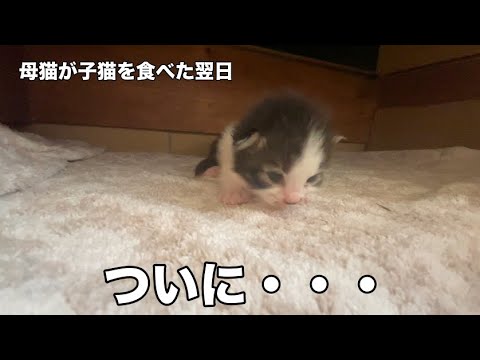 【保護猫】母猫が子猫を食べた次の日に・・・