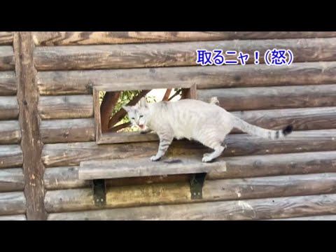 【しゃべる猫】白いシャム猫はお腹が減っている