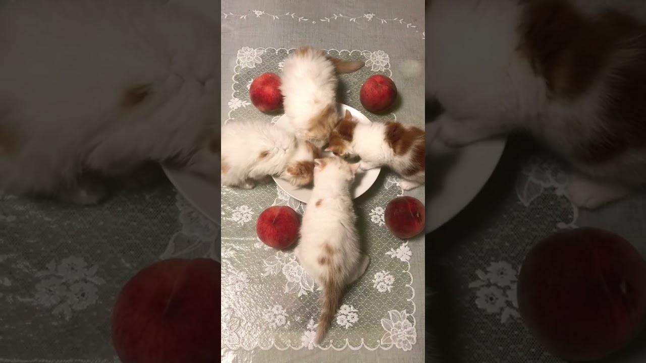 スコティッシュ赤ちゃん💕今日もうまうま🐱 #スコティッシュフォールド #スコティッシュ子猫 #cat #うまうま