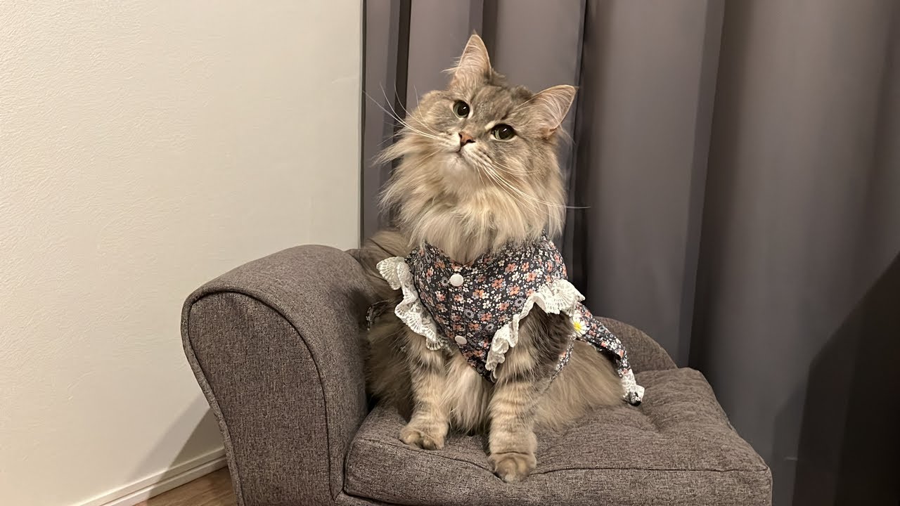 【猫配信】りりぴお誕生日会後夜祭です⭐️ノルウェージャンフォレストキャット