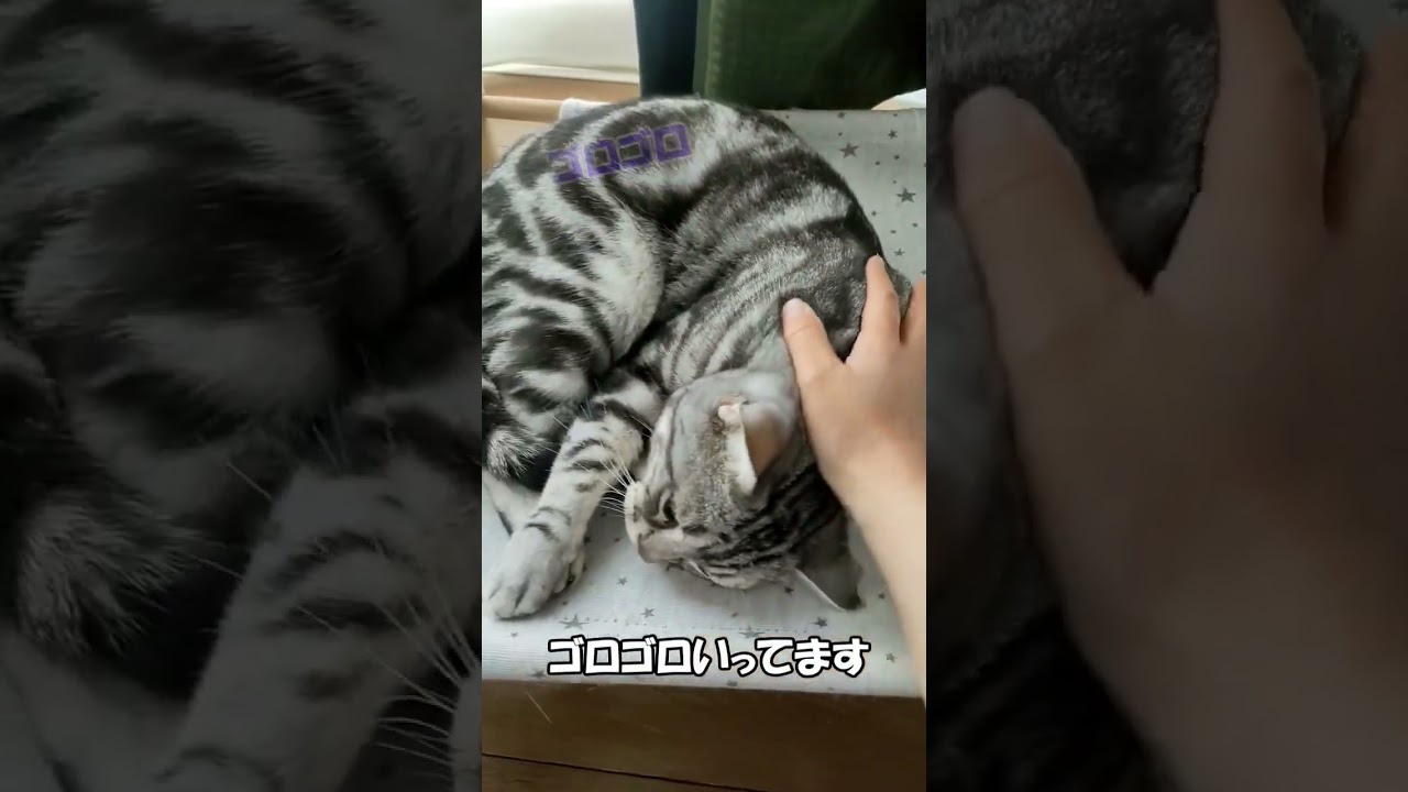 最近甘えん坊なんです　アメリカンショートヘア「さん」 ねこずちゃんねるshorts222 #ねこ #猫 #cat #shorts