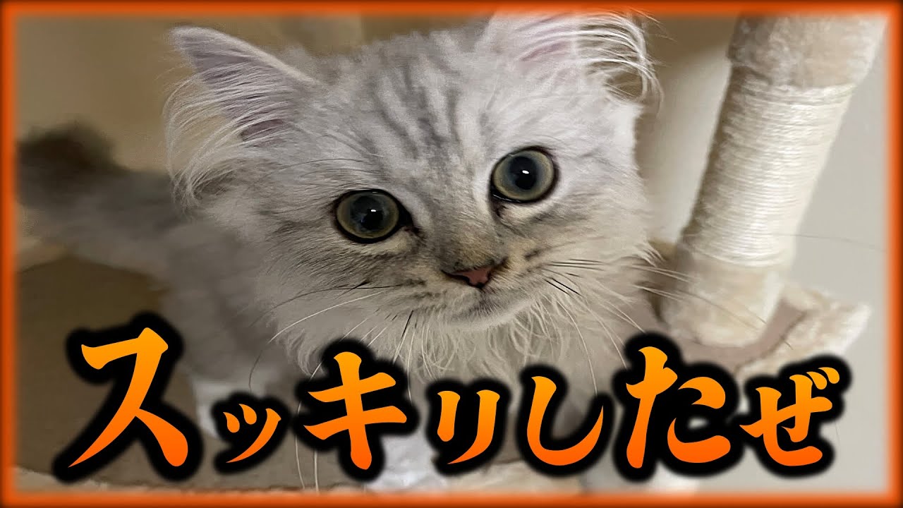 【子猫】うんちしてスッキリして家中を走り回る子猫【マンチカン】
