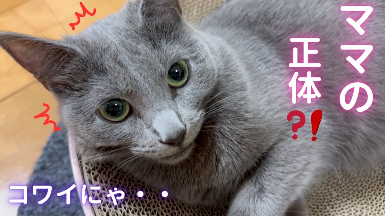 そらママの正体を明かします（ロシアンブルー）