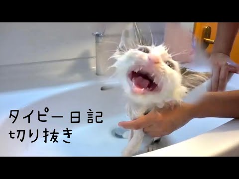 【長毛子猫。はじめてのシャンプー】@taipi 【切り抜き】