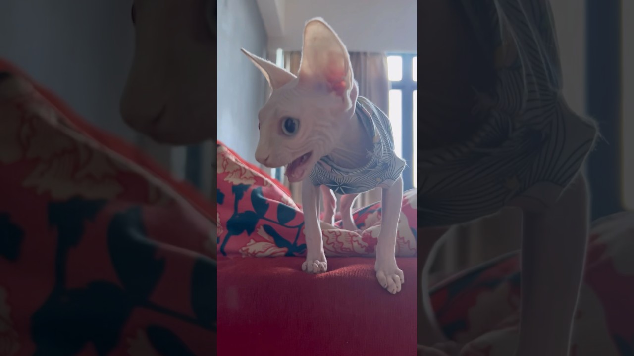 鳴き声が独特な毛のない子猫【スフィンクス猫】