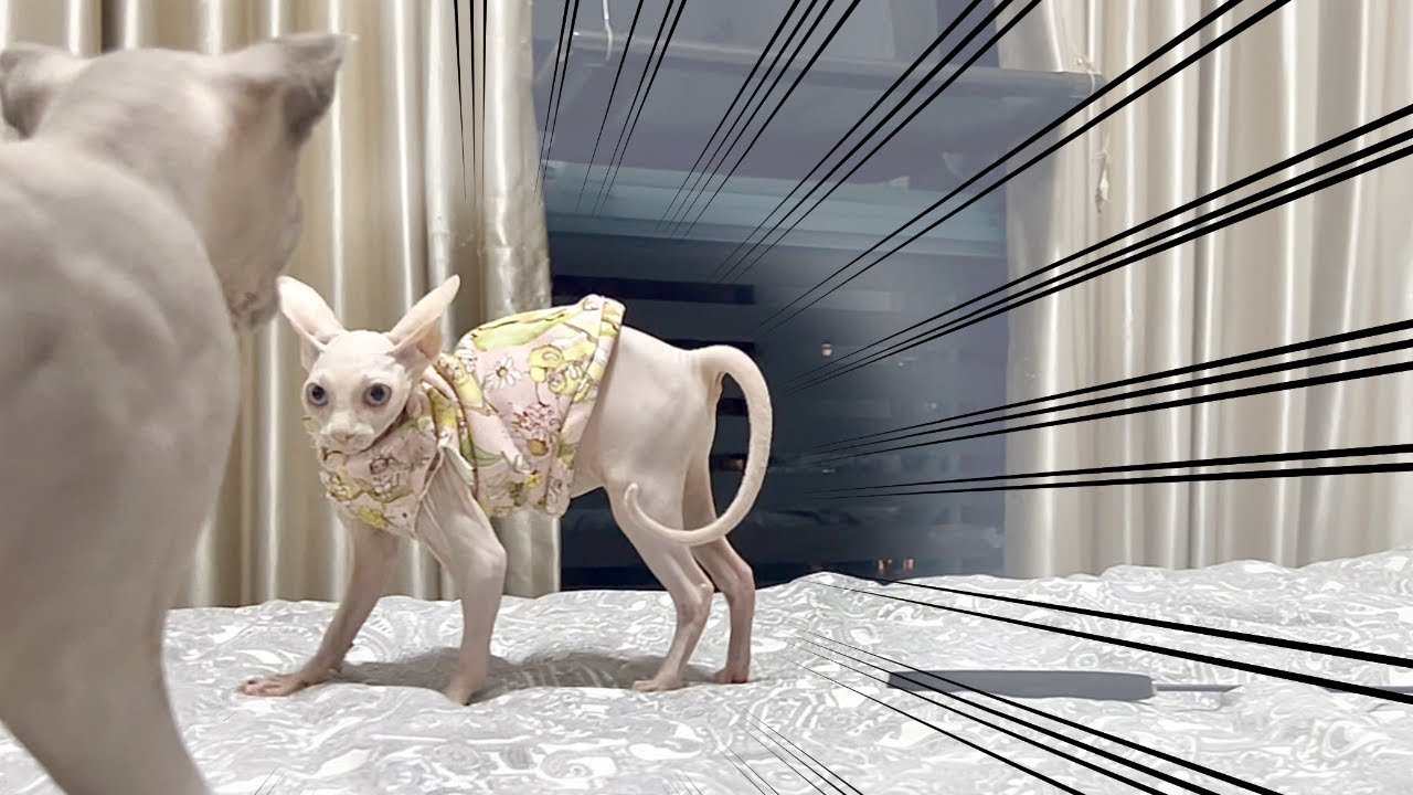 リアルポケモンバトルww毛のない子猫のやんのかステップ【スフィンクス猫】