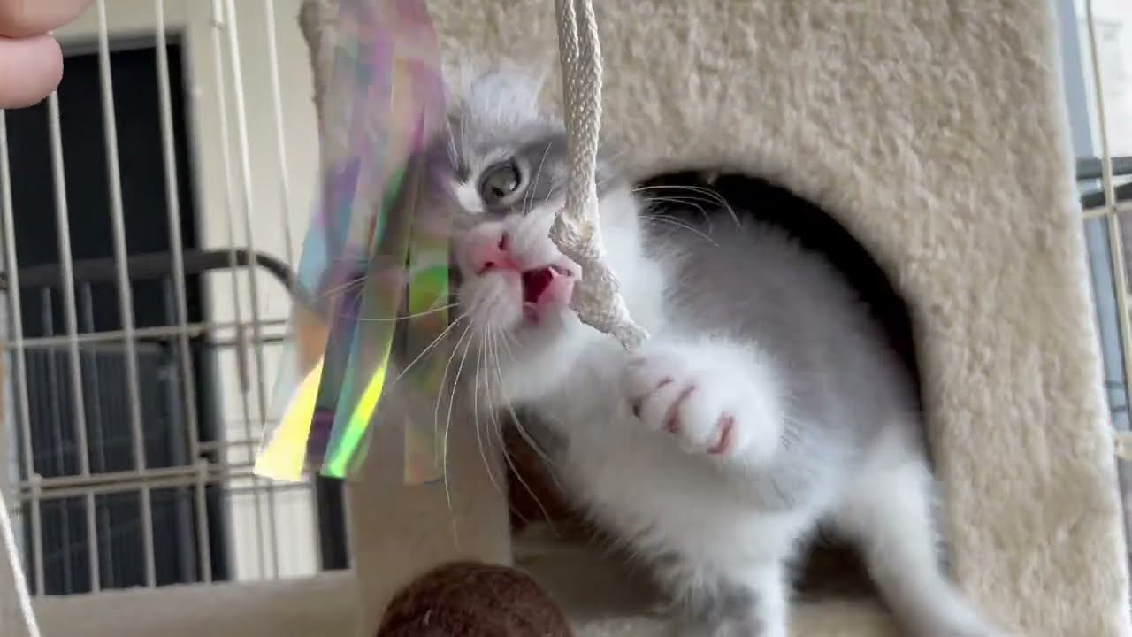 アメリカンカール　男の子