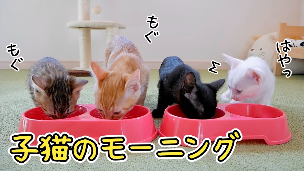 カラフルな四つ子の子猫と過ごす朝はドタバタですｗ