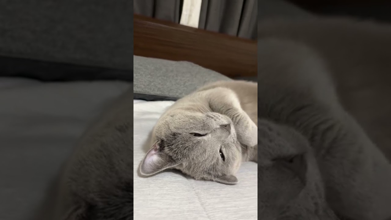 [シャルトリュー]疲れきったロイさんw #cat #シャルトリュー #猫