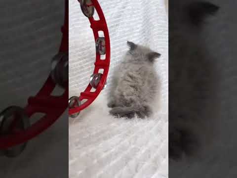 ヒマラヤン 穏やかなブルーポイントの男の子。