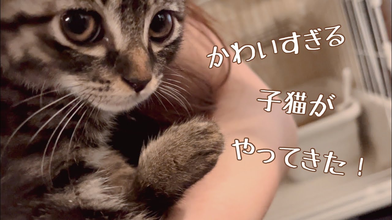 子猫が家にやってきた！先住猫と子猫がまさかこんな事になるとは…