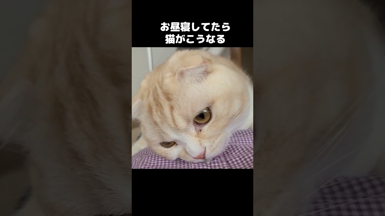 お昼寝してたら猫がこうなります...#shorts