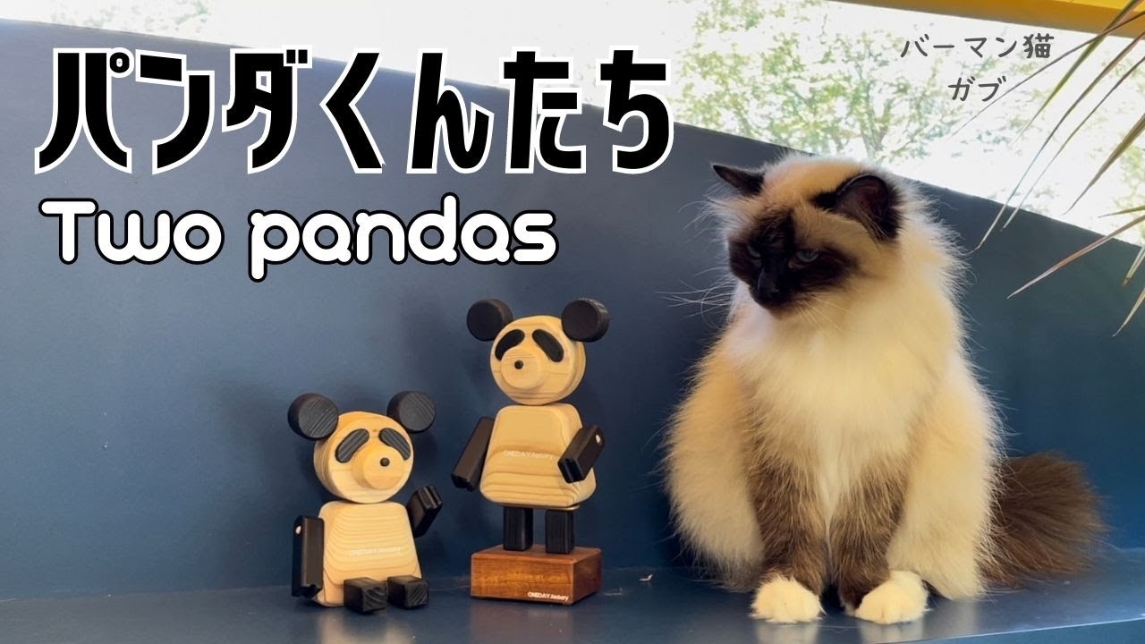 バーマン猫ウリとガブ【パンダくんたち】Two pandas（バーマン猫）Birman/Cat