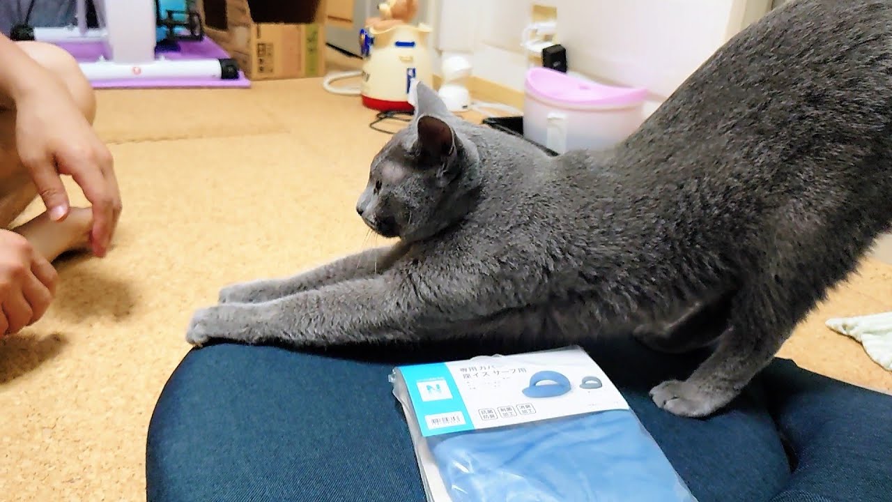 【猫動画】新しい座椅子とロシアンブルー【russianbule】New Legless Chair and Russian Blue