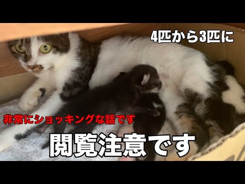 【閲覧注意】緊急で保護した保護猫が子猫を食べてしまいました