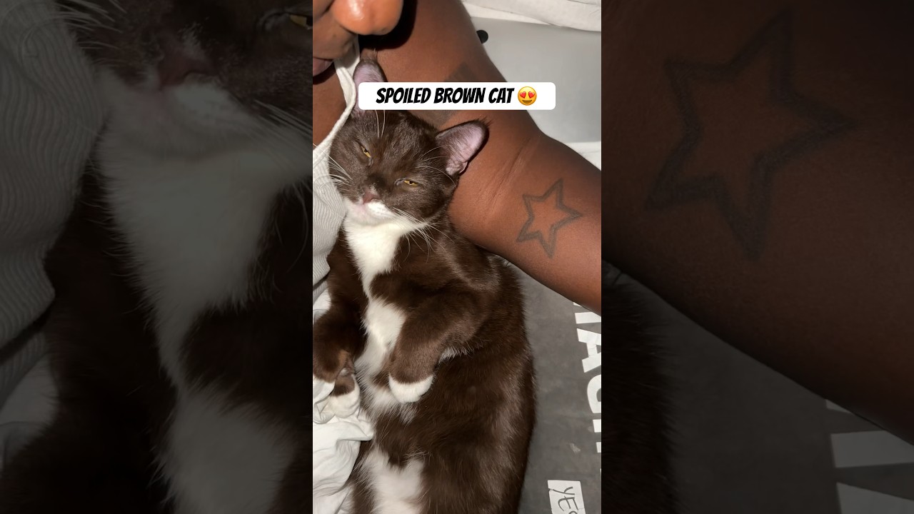 A brown cat! 🤯 #browncat #cat #shorts #short #tuxedocat #catlife #cats #viral #catshorts